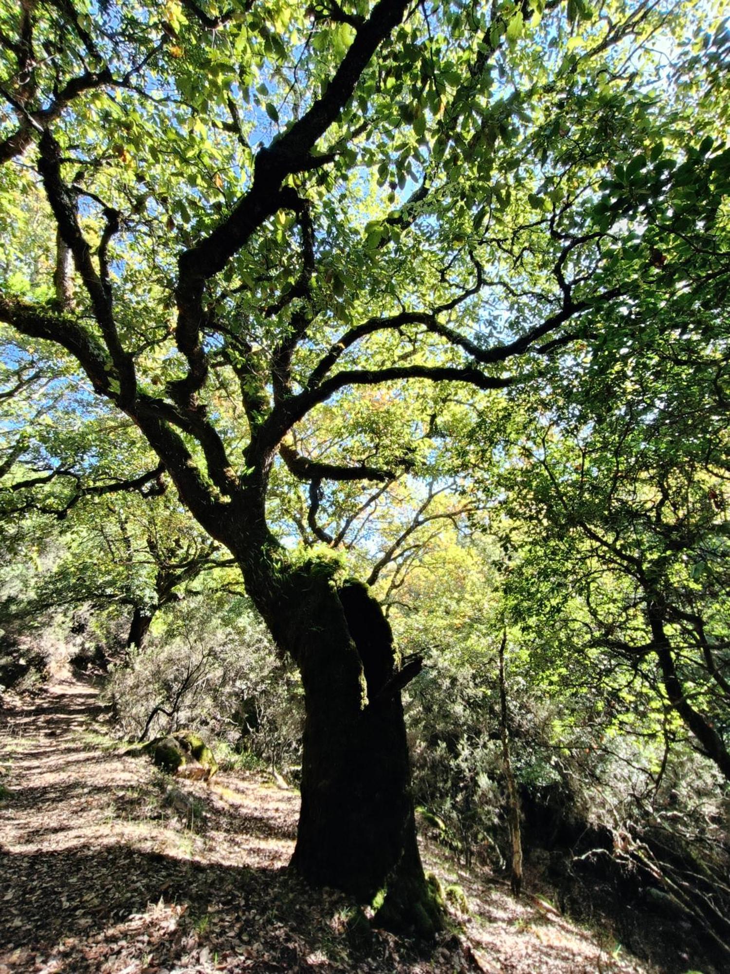 Casa El Cerro Villa Cortes de la Frontera Eksteriør bilde